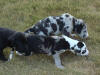Great Dane puppies on the run