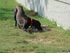 Great Danes Tess & Blaze playing 