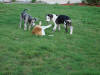 Great Dane pups and runner having fun