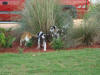 Great Dane pups and runner in flowers