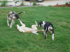 Great Dane Runner on back with pups