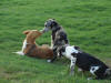 Great Dane Runner with pups