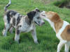 Great Dane blaze and runner kissing