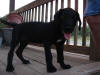 Great Dane Bear on front porch