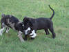 Great Dane hotrod and bear playing