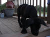 Great Dane Bear on Porch