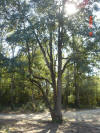 Home and Land picture